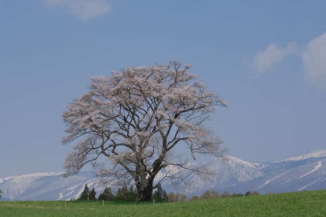 小岩井農場の一本桜