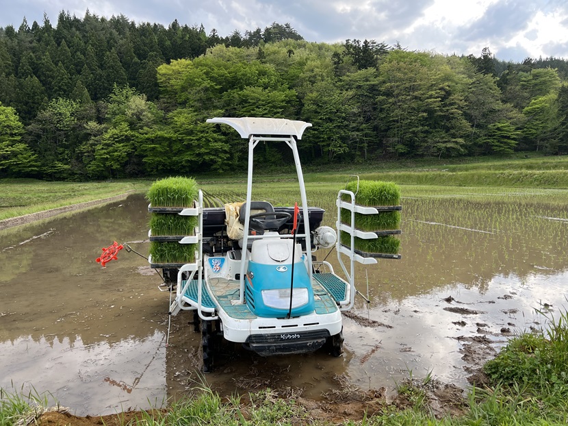アイフォン13proの写真：田植えの様子