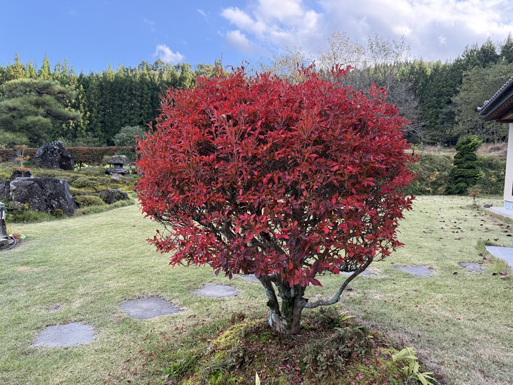 庭の満天星ツツジ