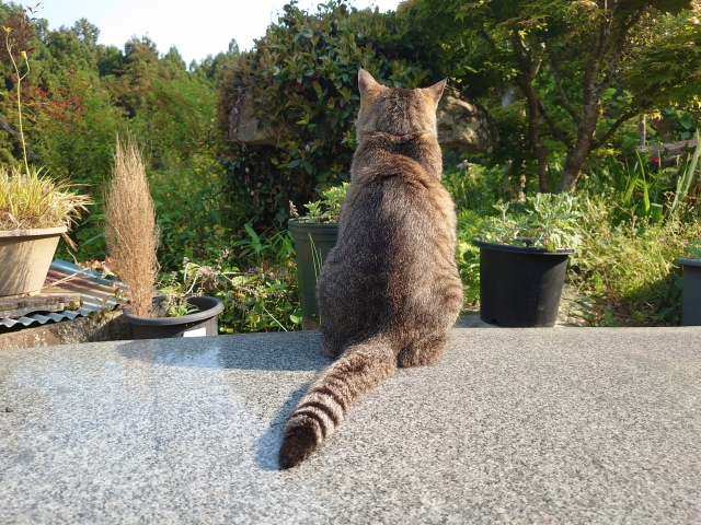 私のイメージ