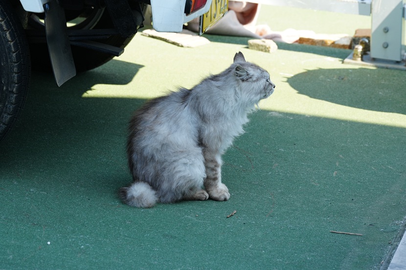田代島の猫の写真