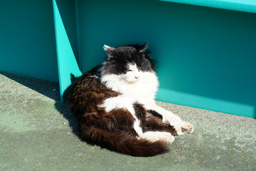 田代島の猫の写真
