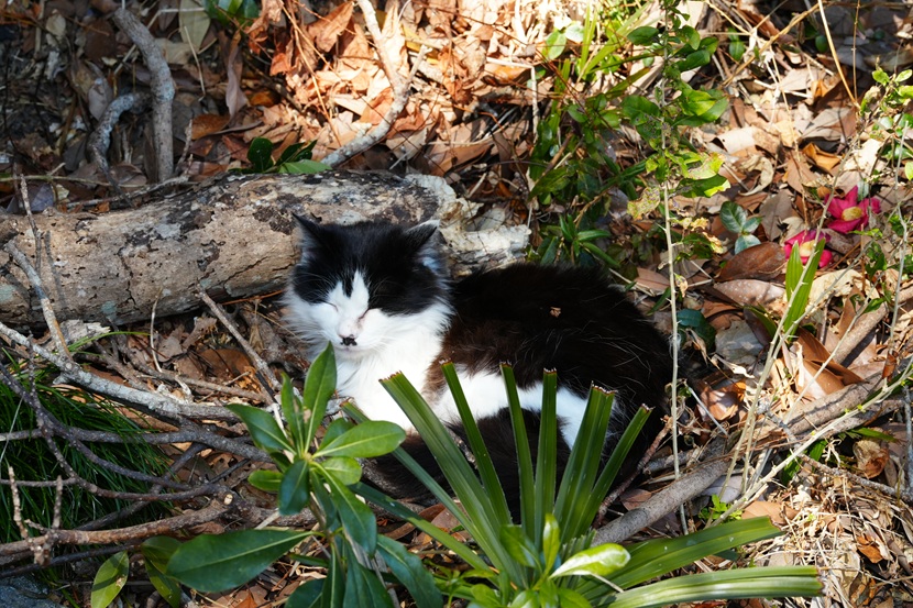 田代島の猫