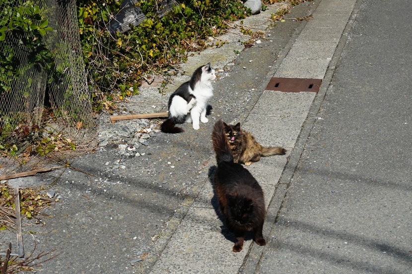 田代島の猫の写真