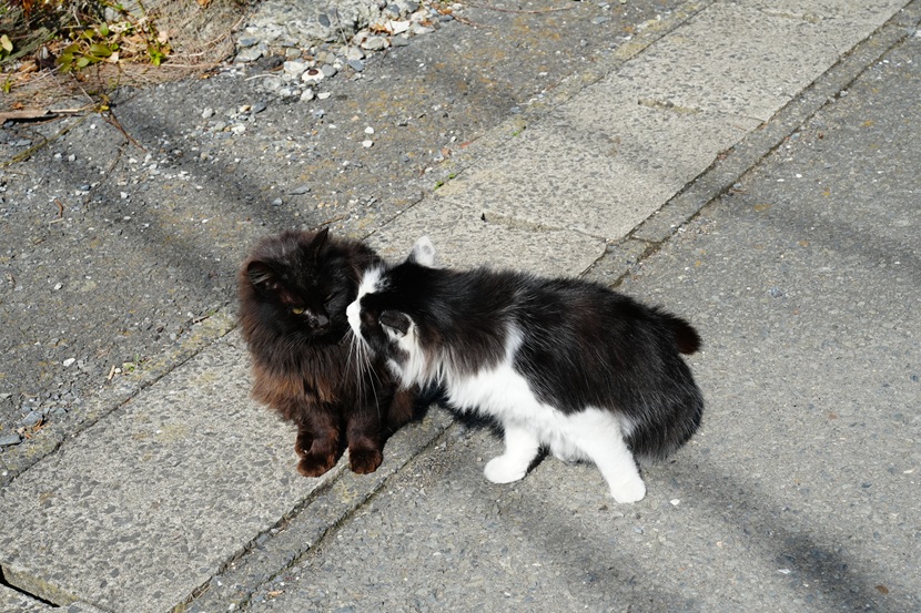 田代島の猫の写真