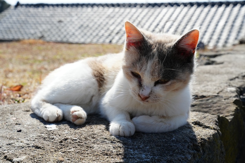 田代島の猫の写真