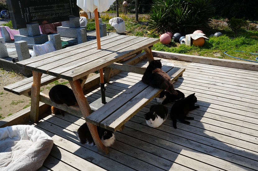田代島の島の駅の猫