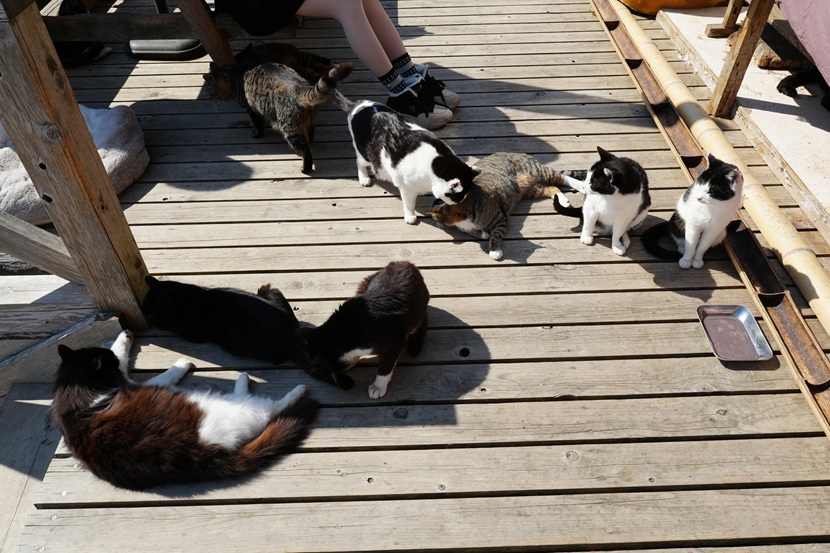 田代島の島の駅の猫