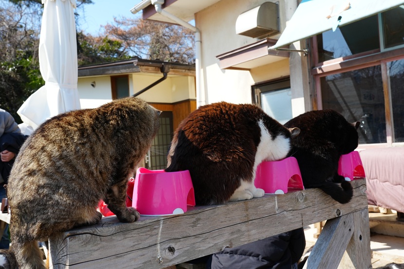 ランチタイム（餌の時間）の田代島の猫