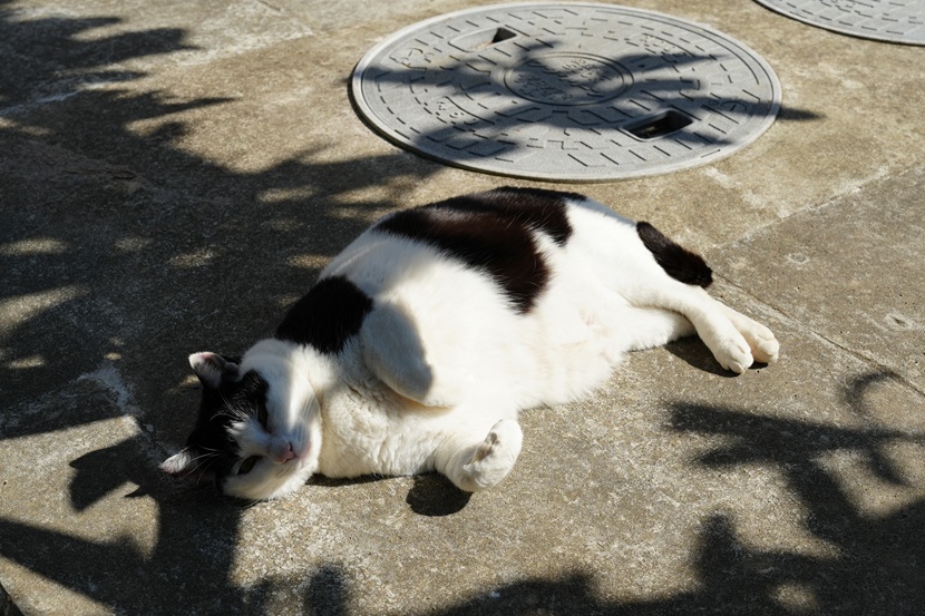 餌をお腹いっぱいに食べた猫