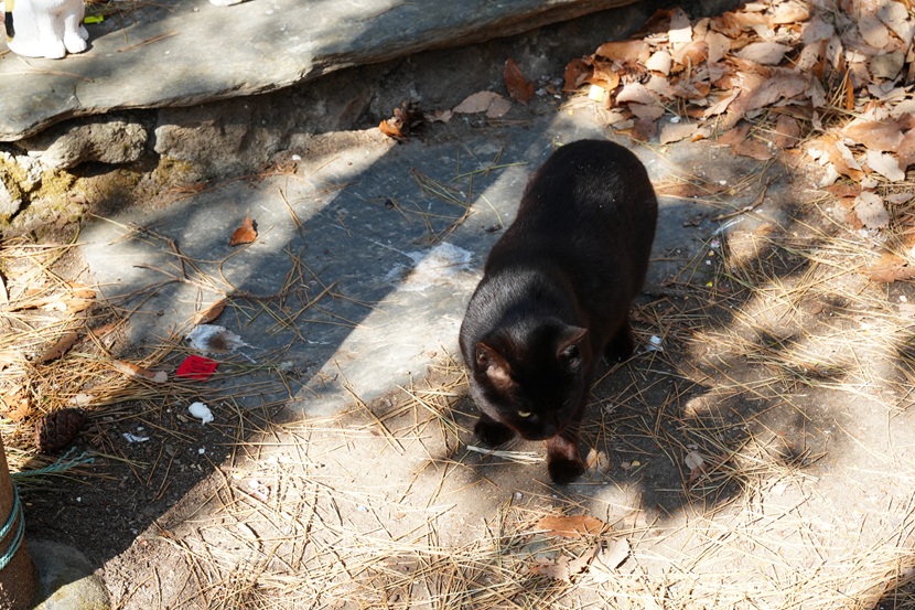 田代島の猫神社の主？