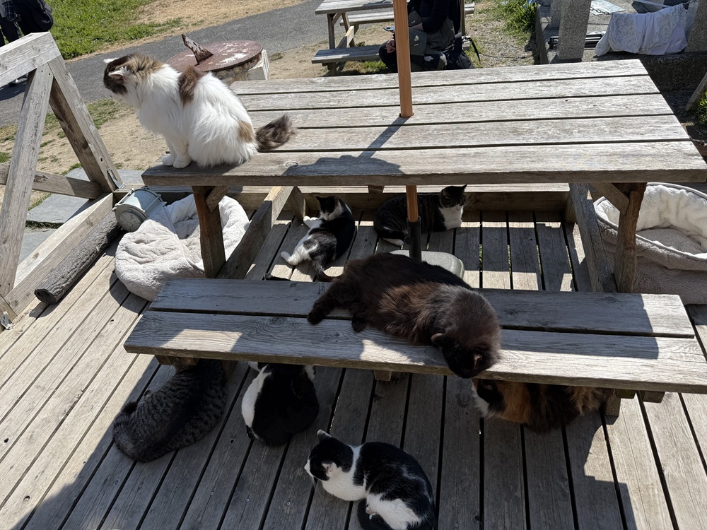 田代島の猫の写真