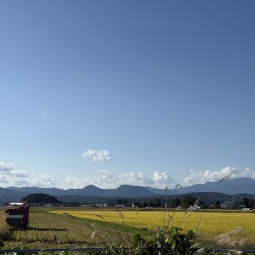 大型機械での稲刈りの様子