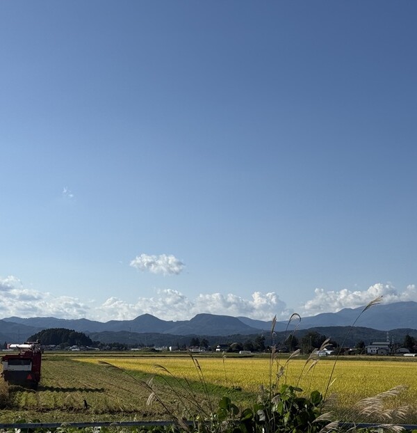 大型機械での稲刈りの様子