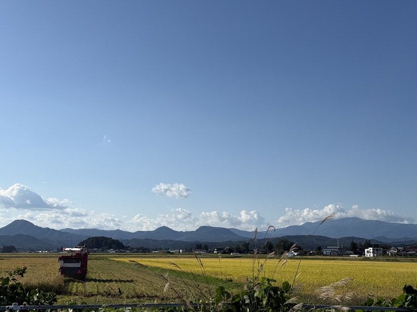大型機械での稲刈りの様子