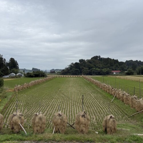 稲刈り後の稲の棒掛けの風景写真