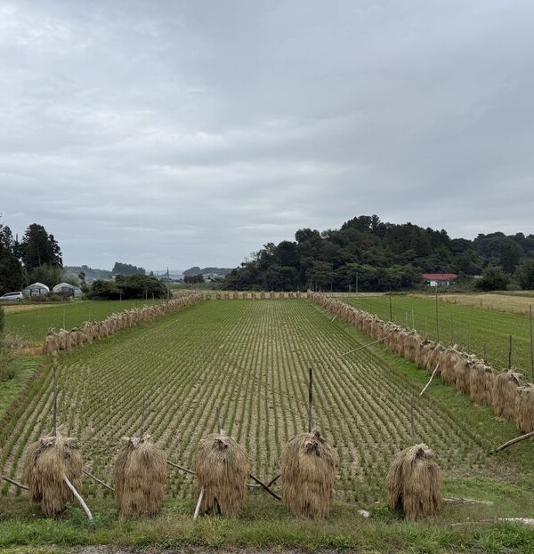稲刈り後の稲の棒掛けの風景写真