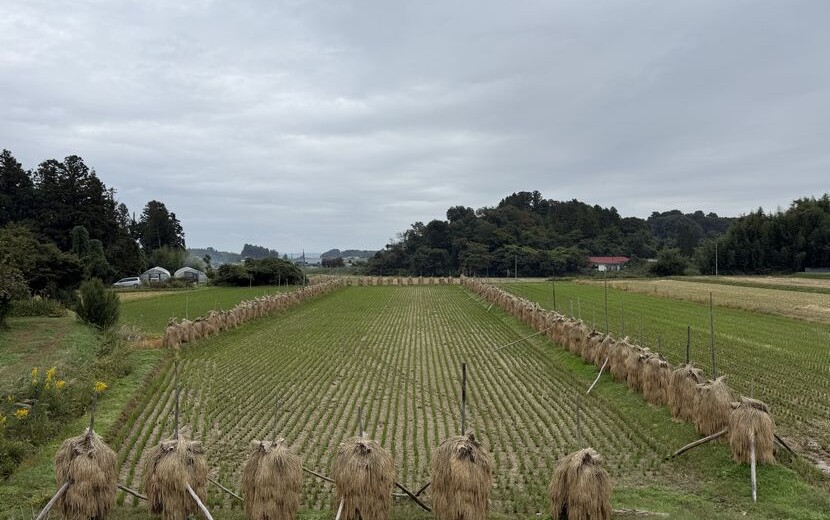 稲刈り後の稲の棒掛けの風景写真