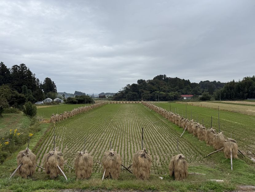 稲刈り後の稲の棒掛けの風景写真