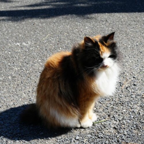 猫島の猫の写真