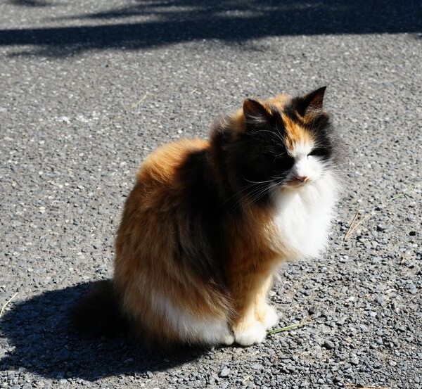 猫島の猫の写真