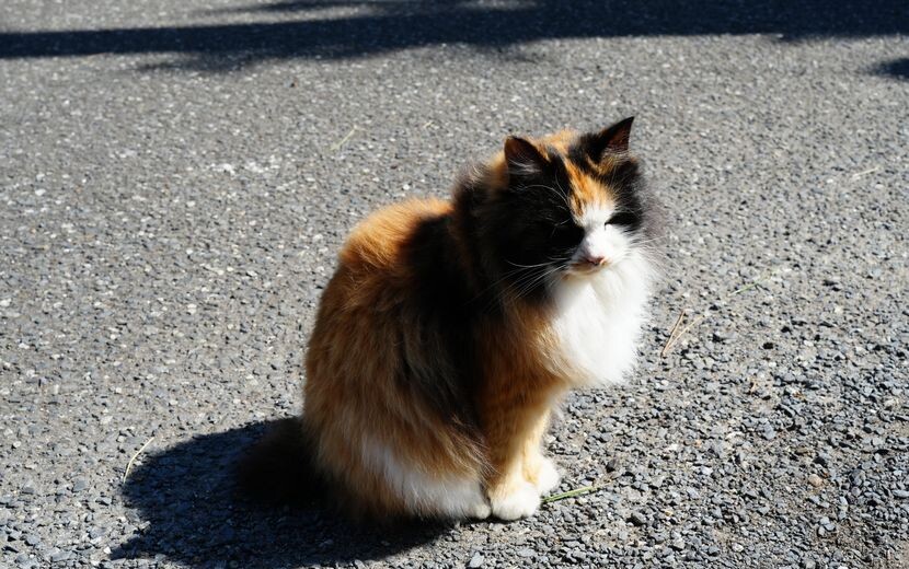 猫島の猫の写真
