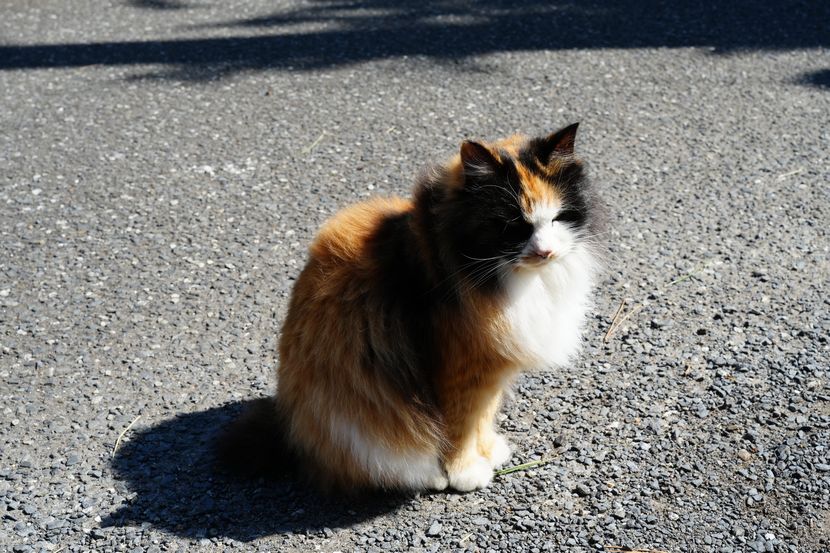 猫島の猫の写真