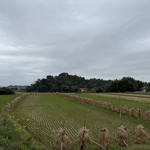 秋の稲刈りの風景写真