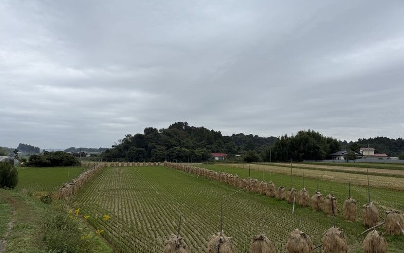 秋の稲刈りの風景写真