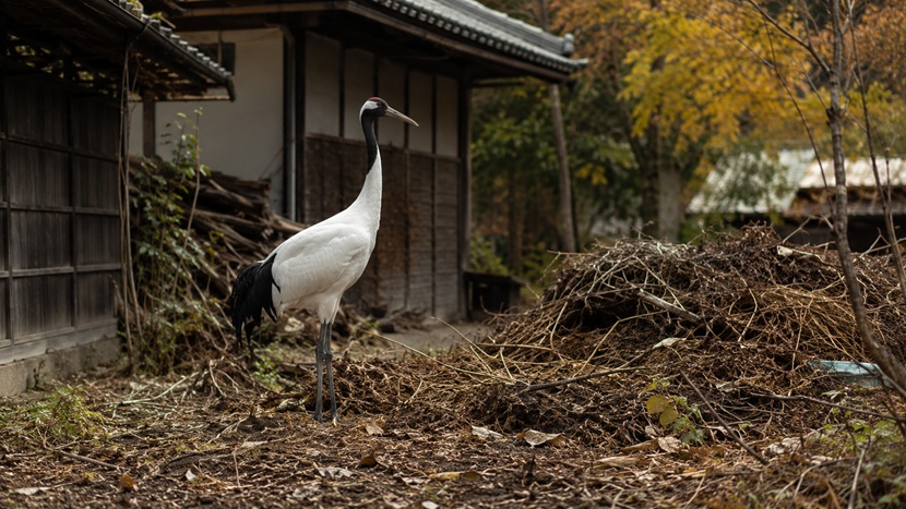 地味な周囲の中に一羽の美しい鶴が立つ掃き溜めに鶴のイメージ