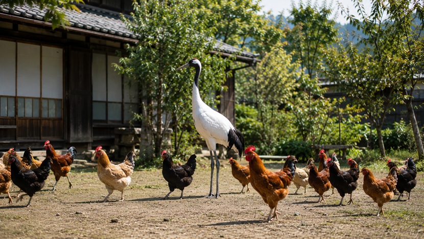 複数の鶏の中に一羽だけ美しい鶴が立っている鶏群の一鶴のイメージ