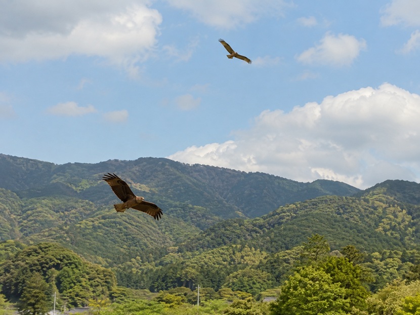 日本の里山の上空を飛ぶ鳶と鷹