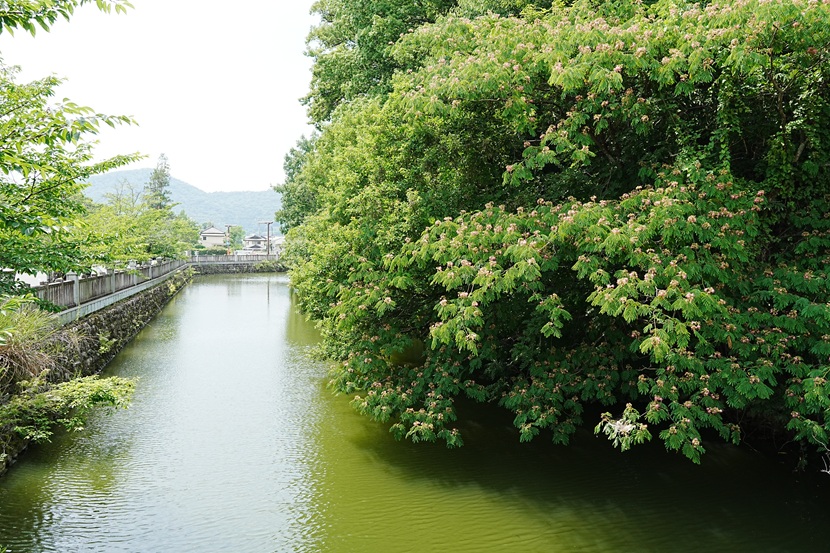 躑躅ヶ崎館跡に残る水堀と周囲の石積み、緑豊かな木々